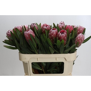 Protea Pink Ice