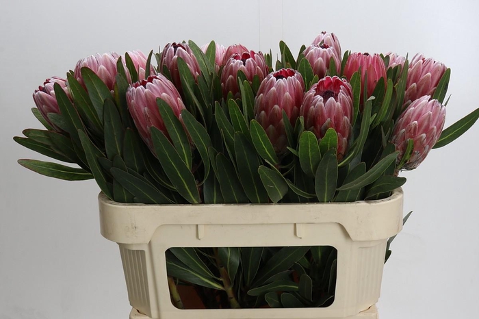 Protea Pink Ice