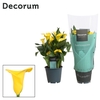 Zantedeschia Summer Sun