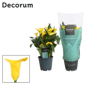 Zantedeschia Summer Sun