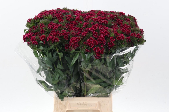 <h4>Di Barb Jolly</h4>