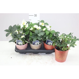 Helleborus N. Christmas Carol In Gekleurd Zink Rom