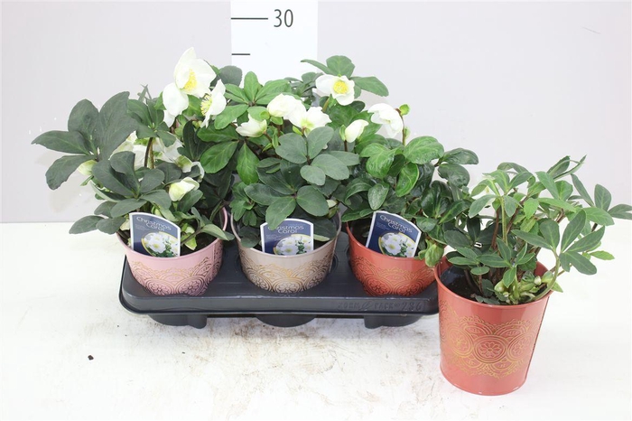 <h4>Helleborus N. Christmas Carol In Gekleurd Zink Rom</h4>