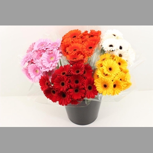 Boeket Mono Germini Mix