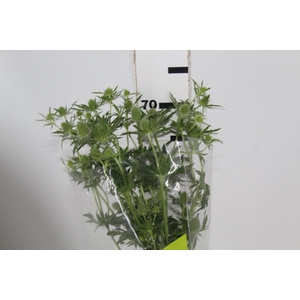 ERYNGIUM MAGICAL WHITE LAGOON 070 CM
