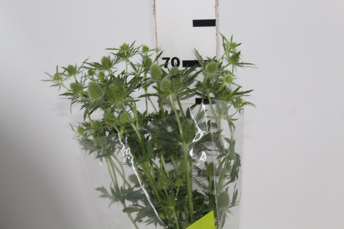 <h4>ERYNGIUM MAGICAL WHITE LAGOON 070 CM</h4>