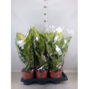Dieffenbachia  'Mars'