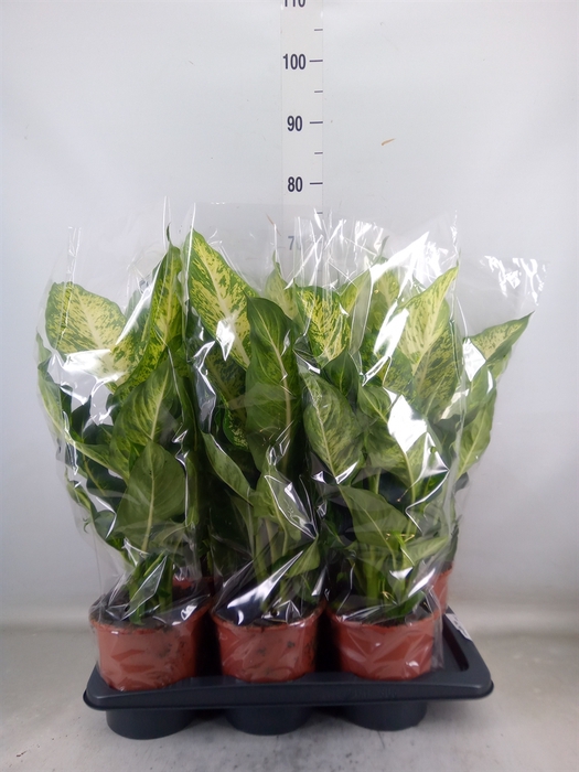 <h4>Dieffenbachia  'Mars'</h4>