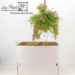 RHIPSALIS OV
