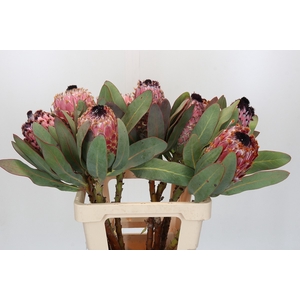 Protea Barbigera