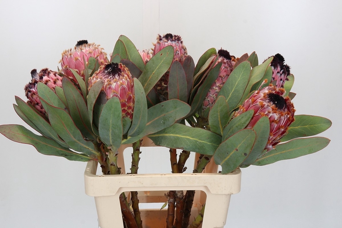 <h4>Protea Barbigera</h4>
