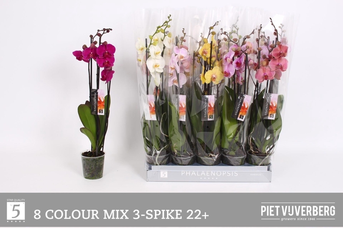 <h4>PHAL GEM 7 KL</h4>