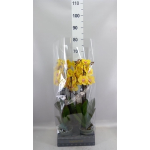 Phalaenopsis  'Manta Palau'