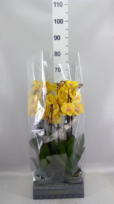 <h4>Phalaenopsis  'Manta Palau'</h4>