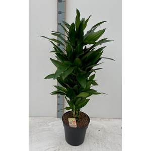 Dracaena Janet Lind 27Ø 100cm