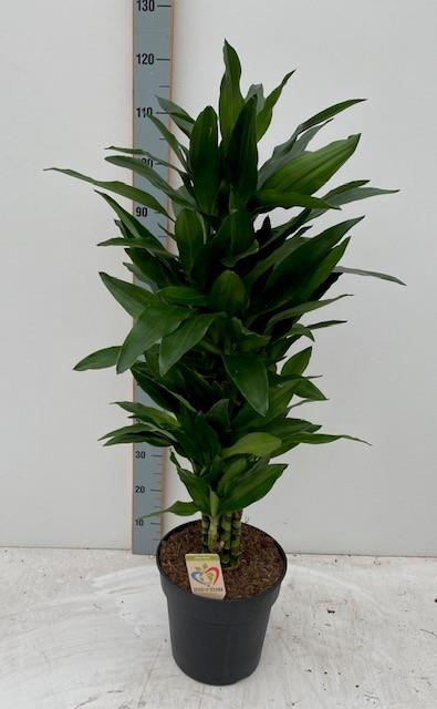 Dracaena Janet Lind 27Ø 100cm