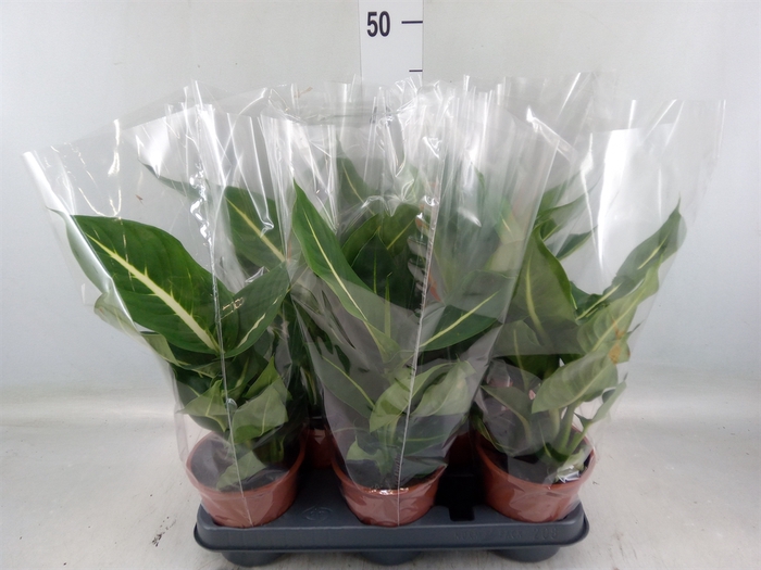 <h4>Dieffenbachia  'Green Magic'</h4>