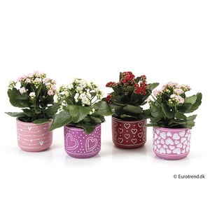 KALANCHOE BLOSSF P 6 E 2608