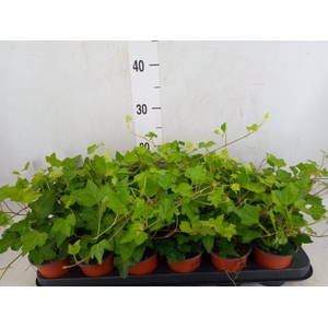 Hedera helix 'Wonder'