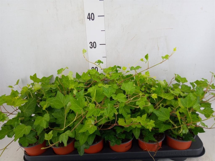 <h4>Hedera helix 'Wonder'</h4>