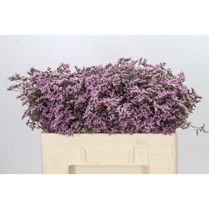 Limonium ov Safora Oshi Pink