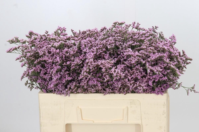 <h4>Limonium ov Safora Oshi Pink</h4>