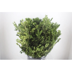 Buxus semp.   .../bos