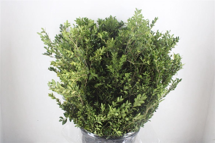 <h4>Buxus semp.   .../bos</h4>