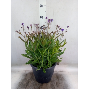 Verbena rigida
