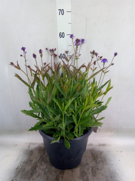 <h4>Verbena rigida</h4>