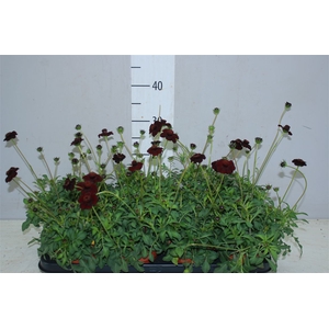 Cosmos 'chocomocha'