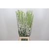 Delphinium Elatum White
