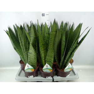 Sansevieria zeylanica