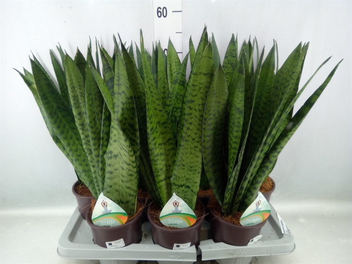 Sansevieria zeylanica