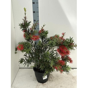 CALLISTEMON CITRINUS