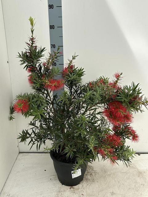 <h4>CALLISTEMON CITRINUS</h4>