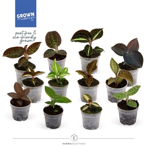 Jewel Orchid - KARMA Jewels Mix | 12 soorten |