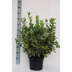 Euonymus Silver Queen