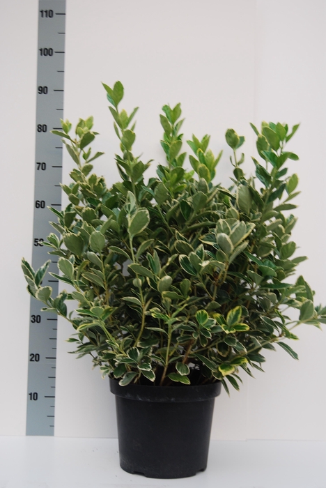 <h4>Euonymus Silver Queen</h4>