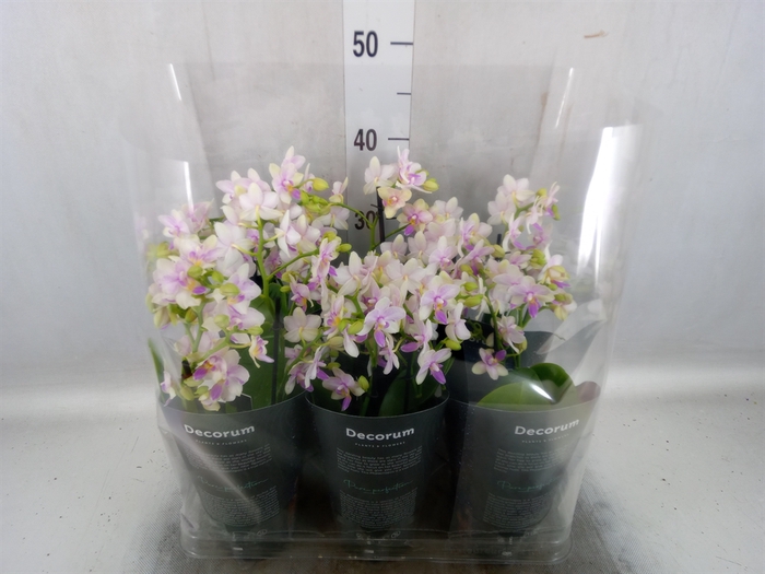 <h4>Phalaenopsis multi.   ...</h4>