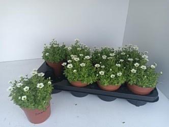 <h4>SAXIF AR ALP WHITE</h4>