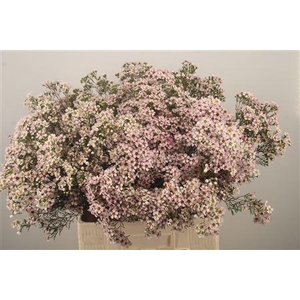 Chamelaucium Jupiter Sol