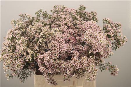 <h4>Chamelaucium Jupiter Sol</h4>