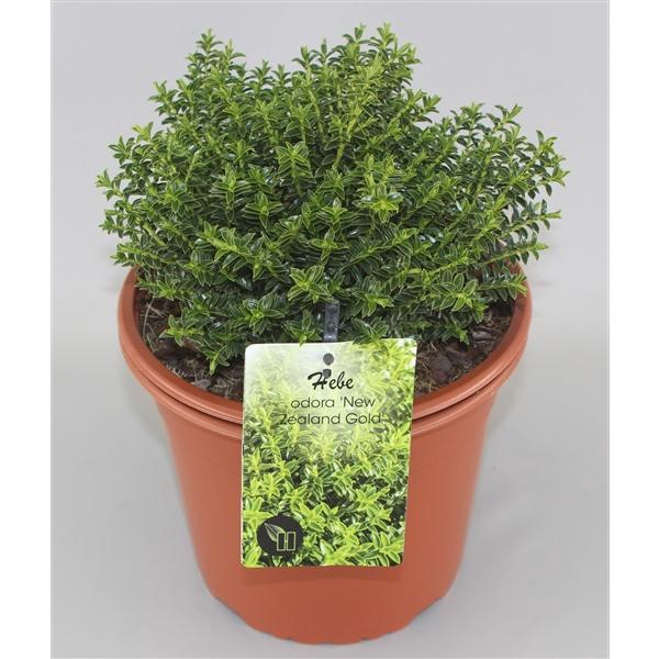 <h4>Hebe odora 'New Zealand Gold' C10</h4>