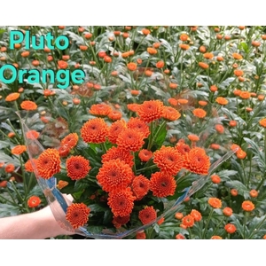 Chr Orange Pluto