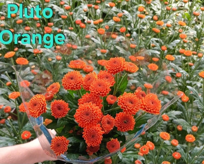 <h4>Chr Orange Pluto</h4>