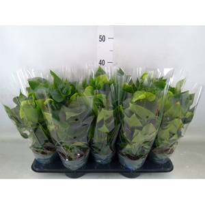 Anthurium  'Karma White'