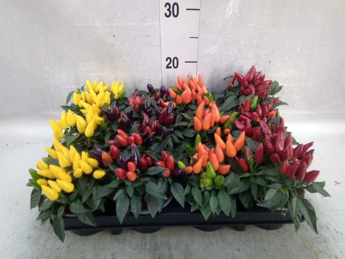 <h4>Capsicum annuum 'Salsa'   ...mix</h4>