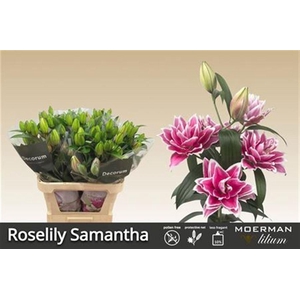 Li Or Du Rl Samantha