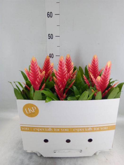 <h4>Vriesea  'Madonna'</h4>